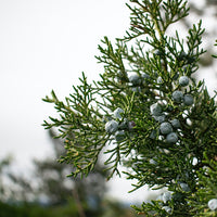Frosted Juniper