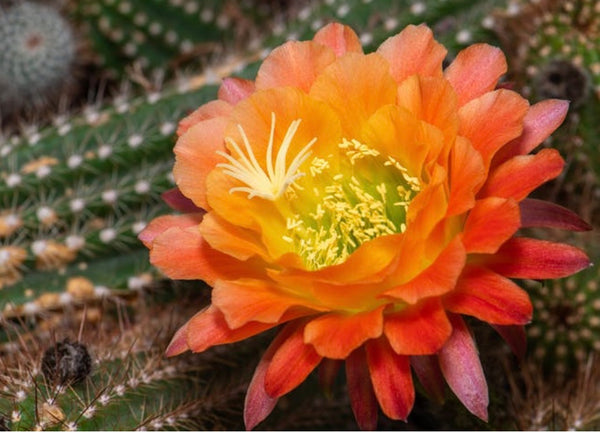 Baja Cactus Blossom (type)